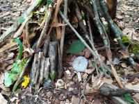 Waldtag-2